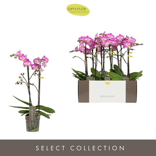 Phalaenopsis hybrida Multiflora Cupido