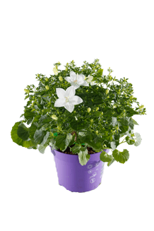 Campanula carpatica Atlanta