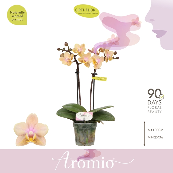 Phalaenopsis hybrida Milou
