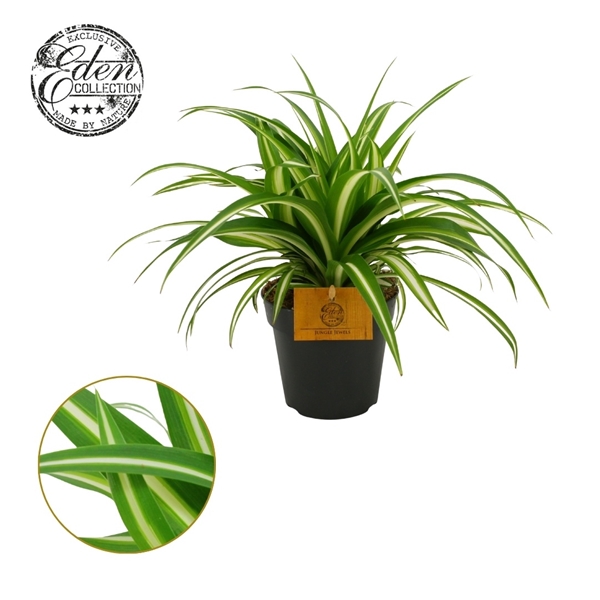Chlorophytum comosum Variegatum
