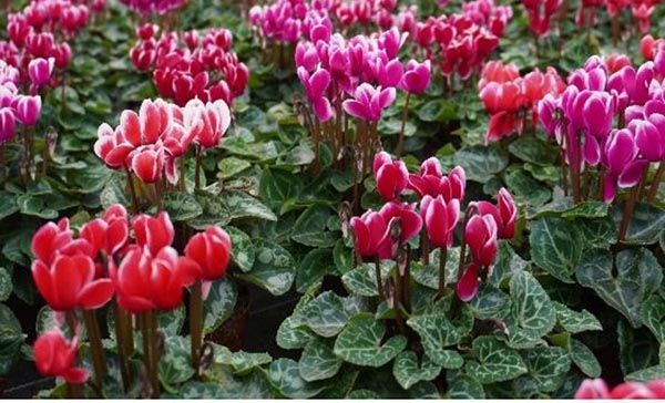 Cyclamen persicum Fantasia Mix