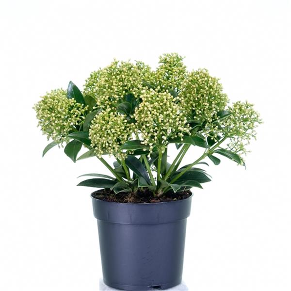 Skimmia japonica White Dwarf