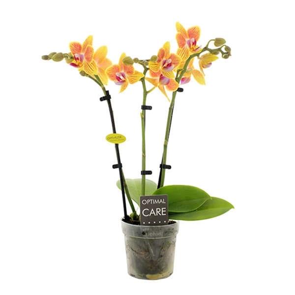 Phalaenopsis hybrida Indy
