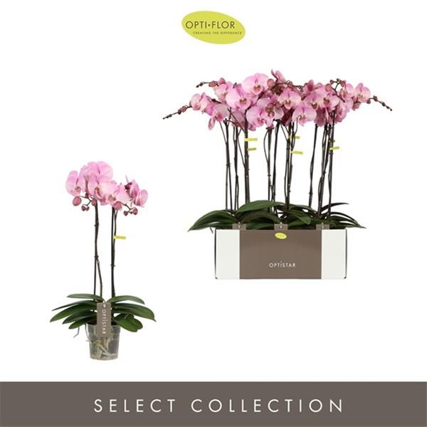 Phalaenopsis hybrida Madonna
