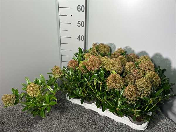 Skimmia japonica Rubesta Cuba