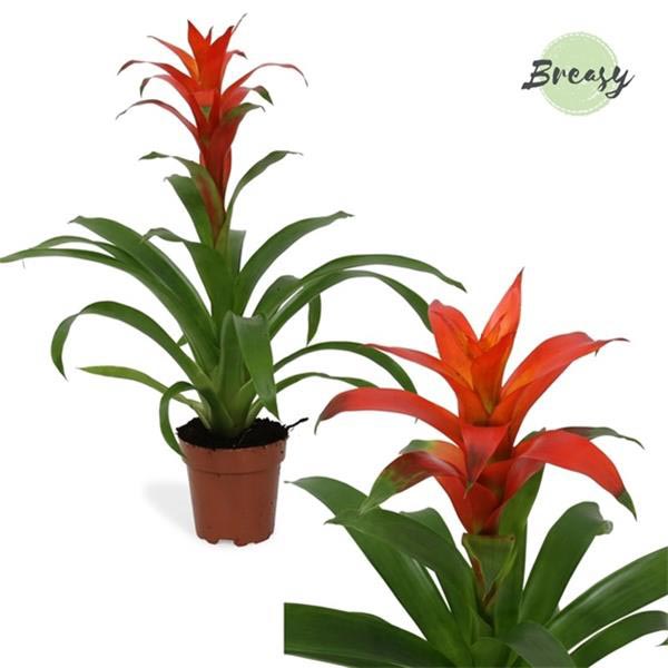 Guzmania hybrida Suerte