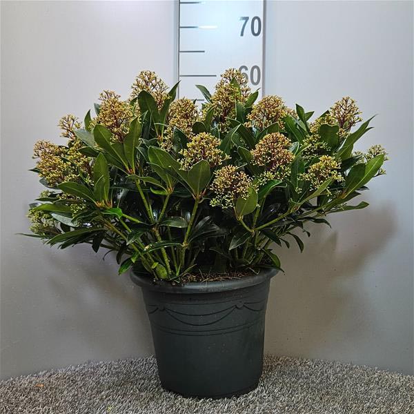 Skimmia japonica Rubesta Cuba 25+