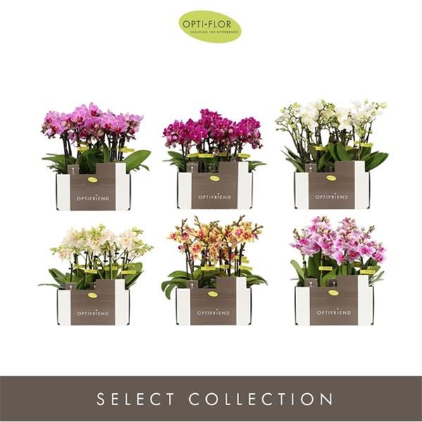 Phalaenopsis hybrida Mixlage