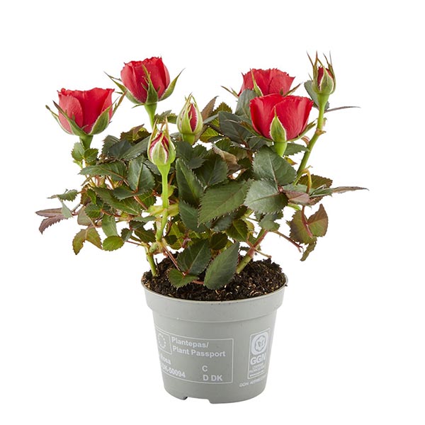 Rosa hybrida Rot