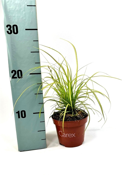 Carex oshimensis Eversheen