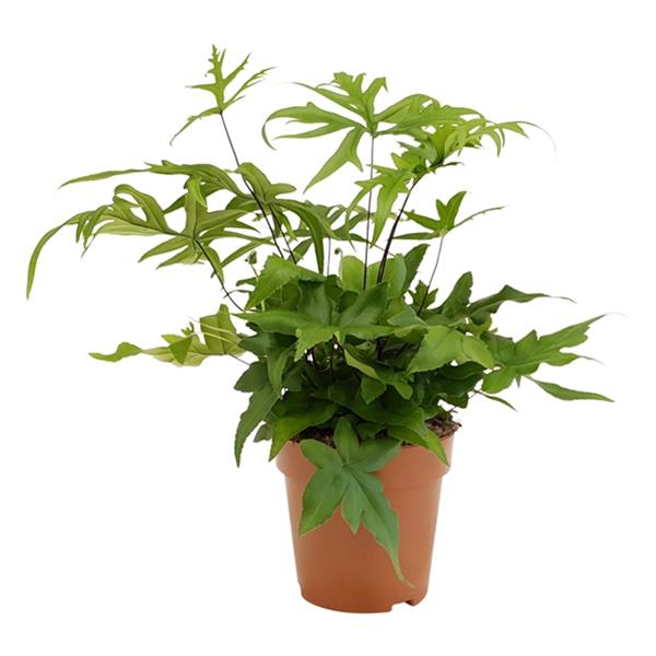 Doryopteris pedata