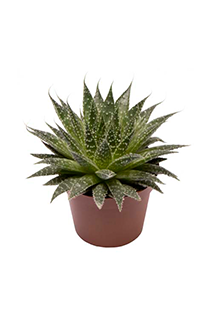 Aloe aristata