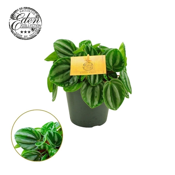 Peperomia hybrida Star Fruit