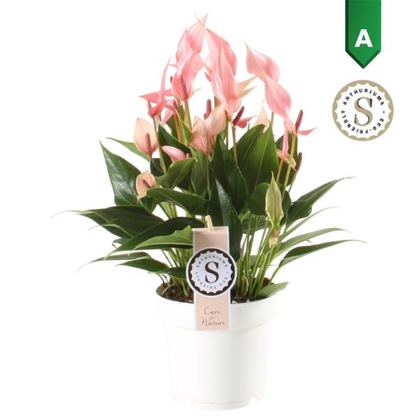 Anthurium andreanum Lilli