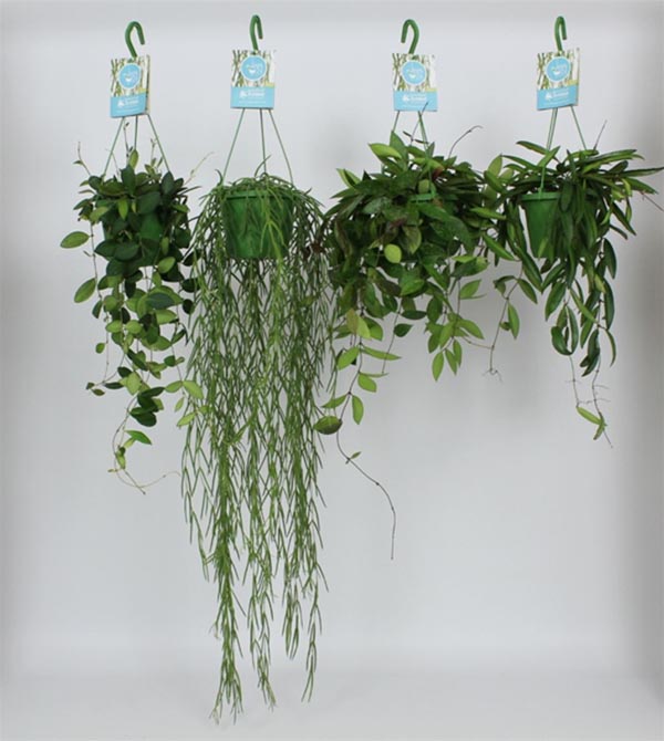 Hoya australis Mix