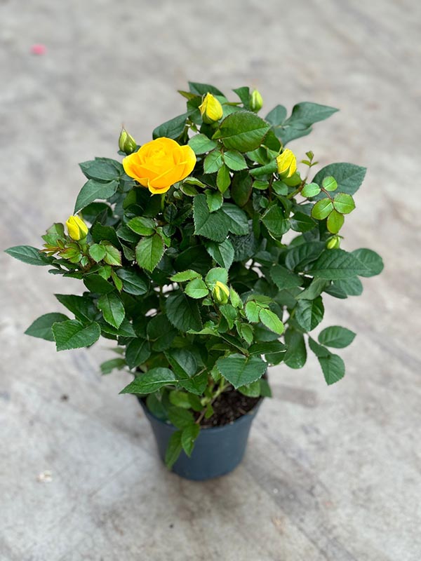 Rosa hybrida Gelb
