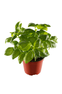 Ocimum basilicum