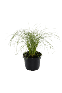 Carex comans Frosted Curls