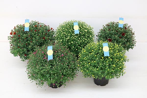 Mix-CC Chrysanthemum Gardenmums