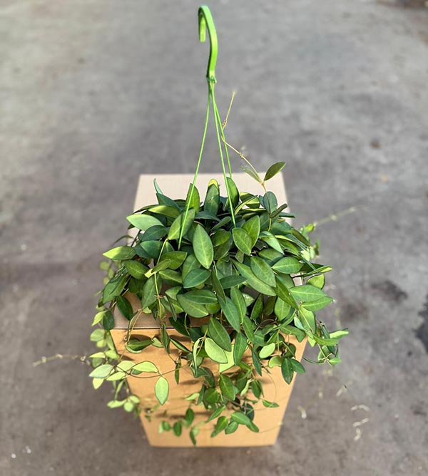 Hoya burtoniae