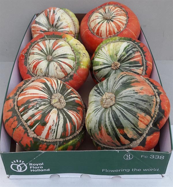 Cucurbita pepo Kürbis Turkse Muts Plant