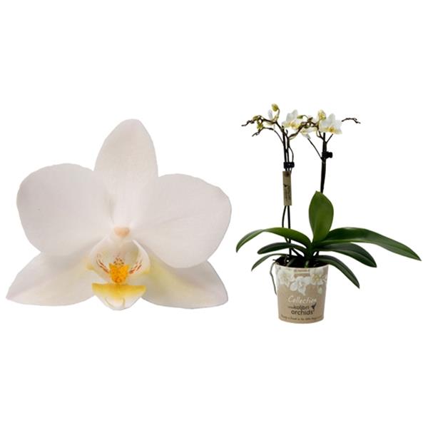Phalaenopsis hybrida Multiflora Cuba