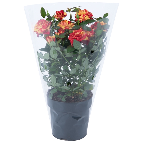 Rosa hybrida Victory Liss