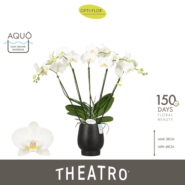 Phalaenopsis hybrida Theatro Jazz In Abruzzo Black Aquo