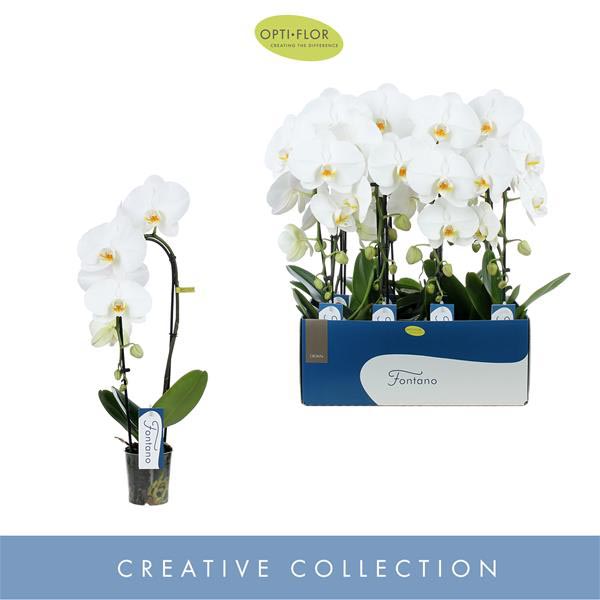 Phalaenopsis hybrida Fontano Crown