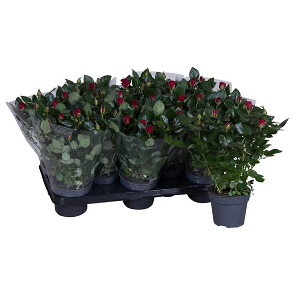 Rosa hybrida Rot