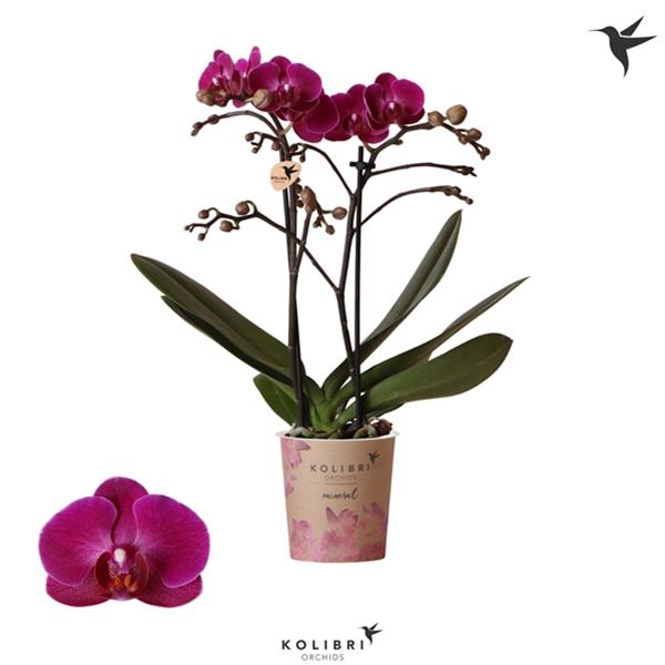 Phalaenopsis hybrida Multiflora Morelia