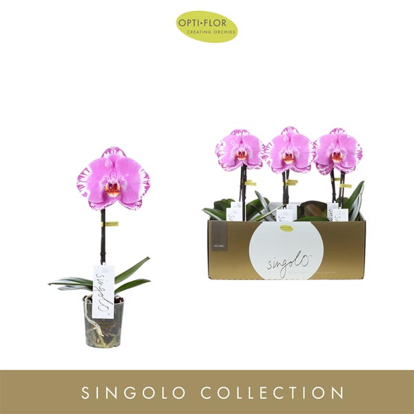 Phalaenopsis hybrida Singolo Victorio