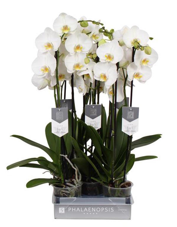 Phalaenopsis hybrida Nottingham