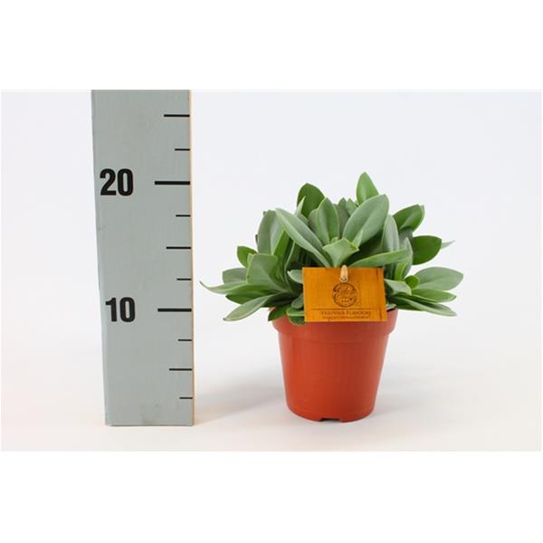 Senecio hybrida Mountain Fire