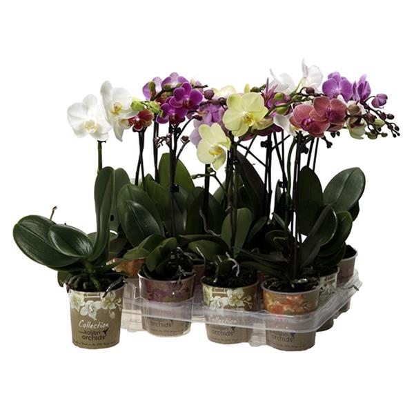 Phalaenopsis hybrida Multiflora Mix