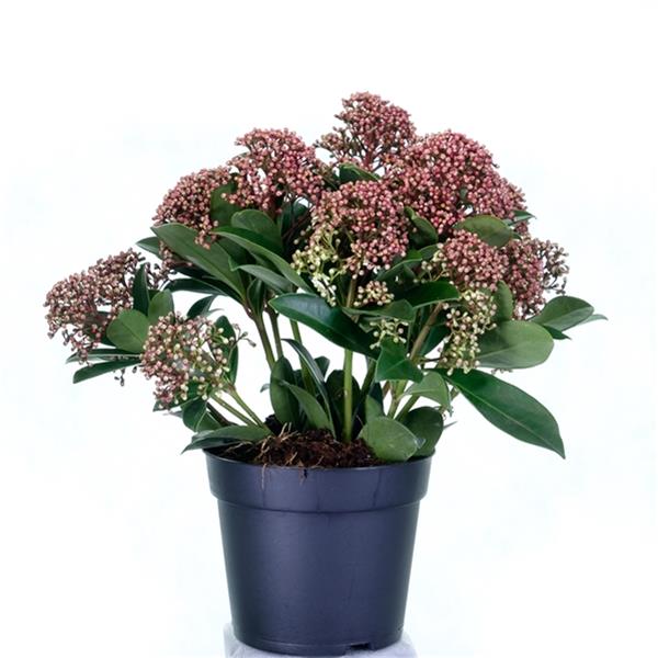 Skimmia japonica Pink Dwarf 5+