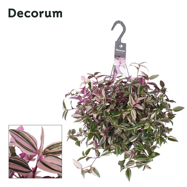 Tradescantia fluminensis Quadricolor