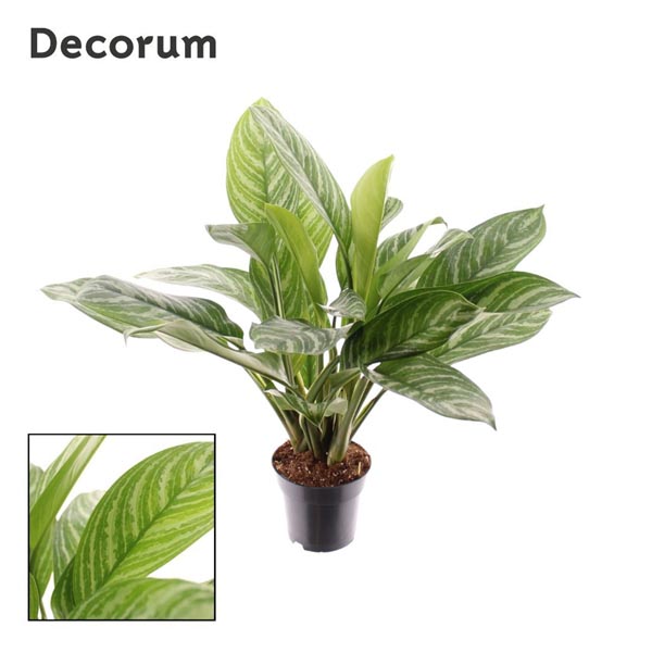 Aglaonema commutatum Stripes