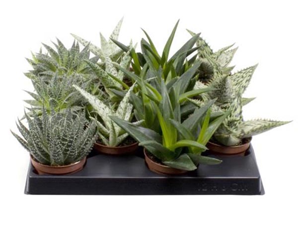 Aloe hybrida Mix