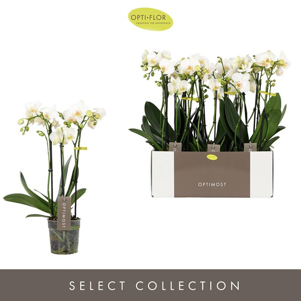 Phalaenopsis hybrida Multiflora Helios