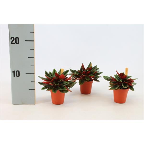 Peperomia caperata Rosso