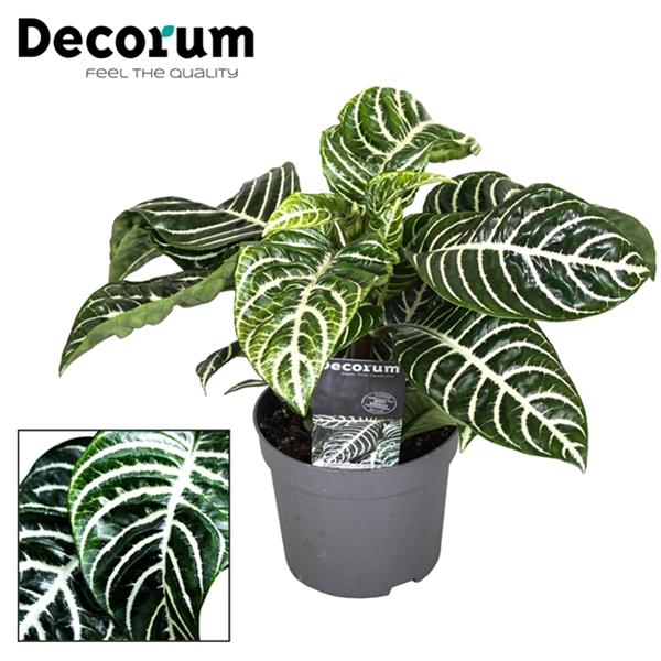 Aphelandra squarrosa Botanica Grün