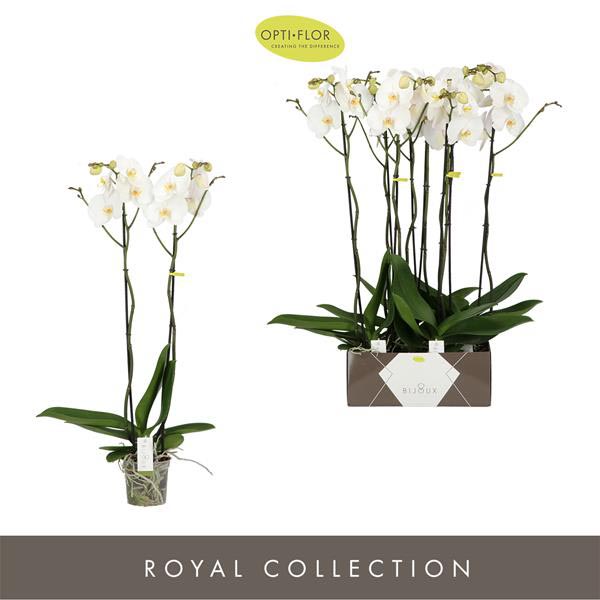 Phalaenopsis hybrida Bijoux Moonstone
