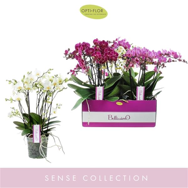 Phalaenopsis hybrida Bellissimo Mix