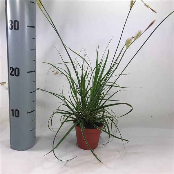 Carex morrowii Fishers Form