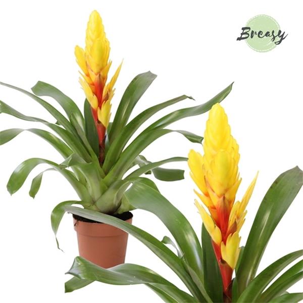 Vriesea hybrida Intenso Gelb