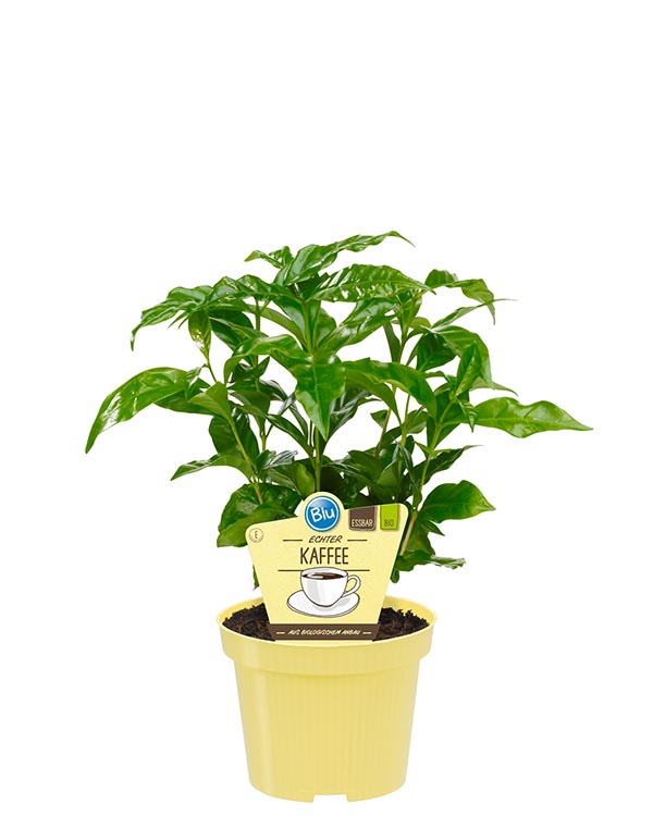 Coffea arabica Bio-Echter Kaffee