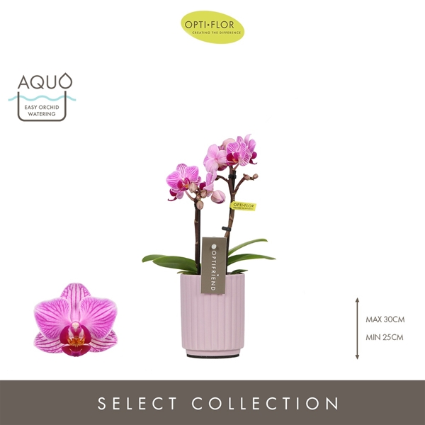 Phalaenopsis hybrida Lotte In Molise Lilac Aquo