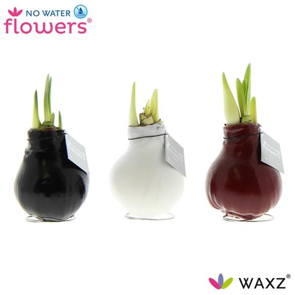 Amaryllis bella-donna Wax red/white/black W.B.