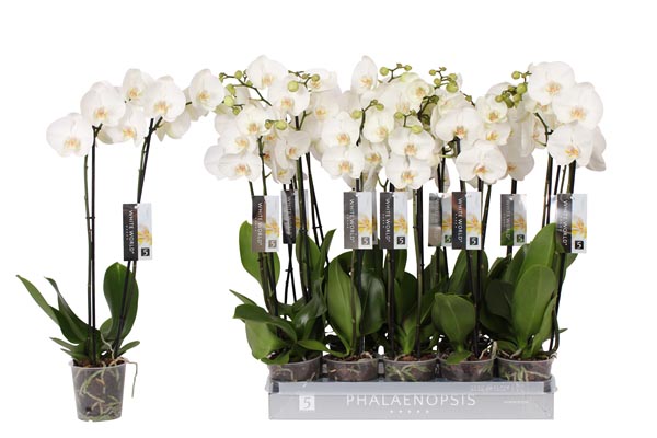 Phalaenopsis hybrida White World